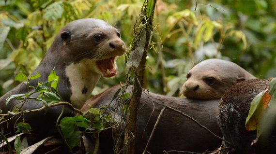 reuzenotters bij Napo Wildlife Center ©All for Nature Travel
