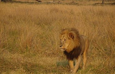 leeuw Khwai Private Reserve ©All for Nature Travel