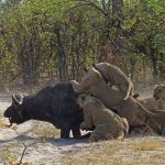 kill Okavango Delta