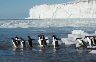 Adeliepinguins © Fred van Olphen