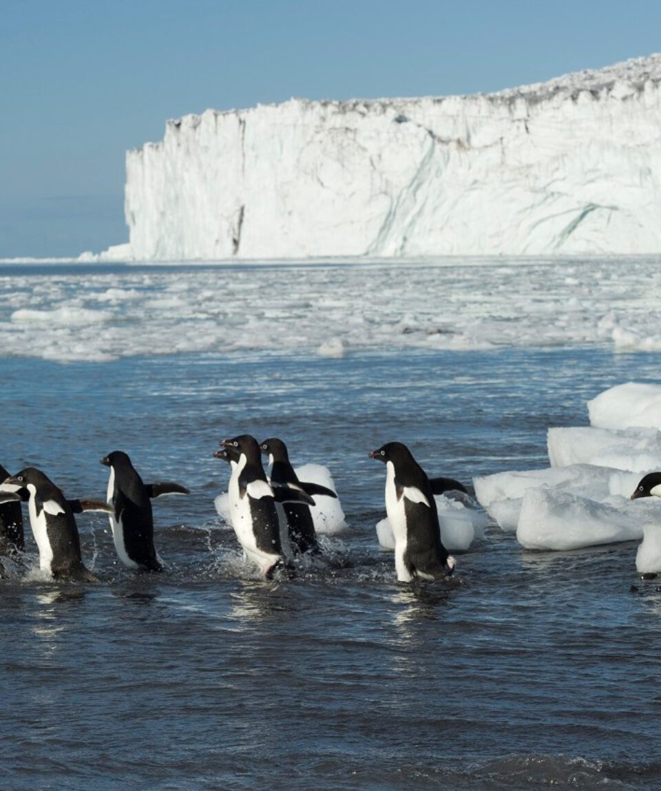 Adeliepinguins © Fred van Olphen