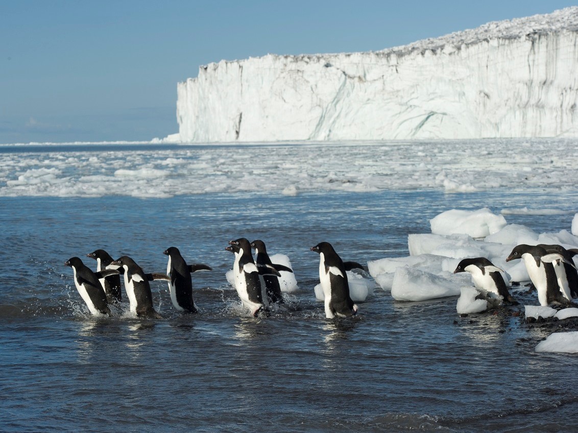 reis antarctica, cruise antarctica, wildlife antarctica, oceanwide