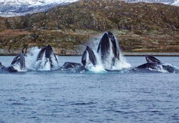 Bubble net feeding