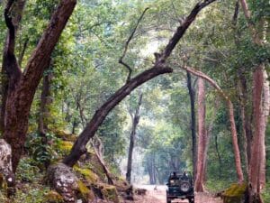 Kanha, game drive, tijgersafari