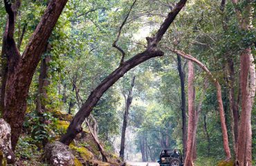 Op game drive in Kanha