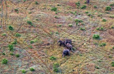 olifanten Masai Mara ©All for Nature Travel