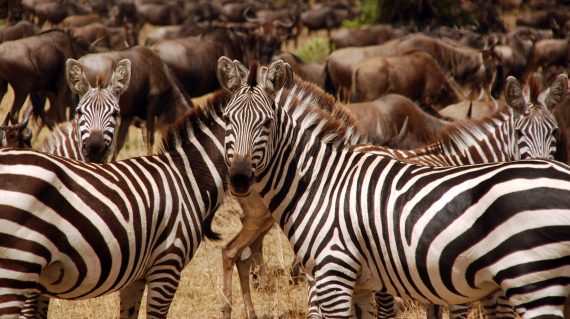 Zebra's Serengeti ©All for Nature Travel