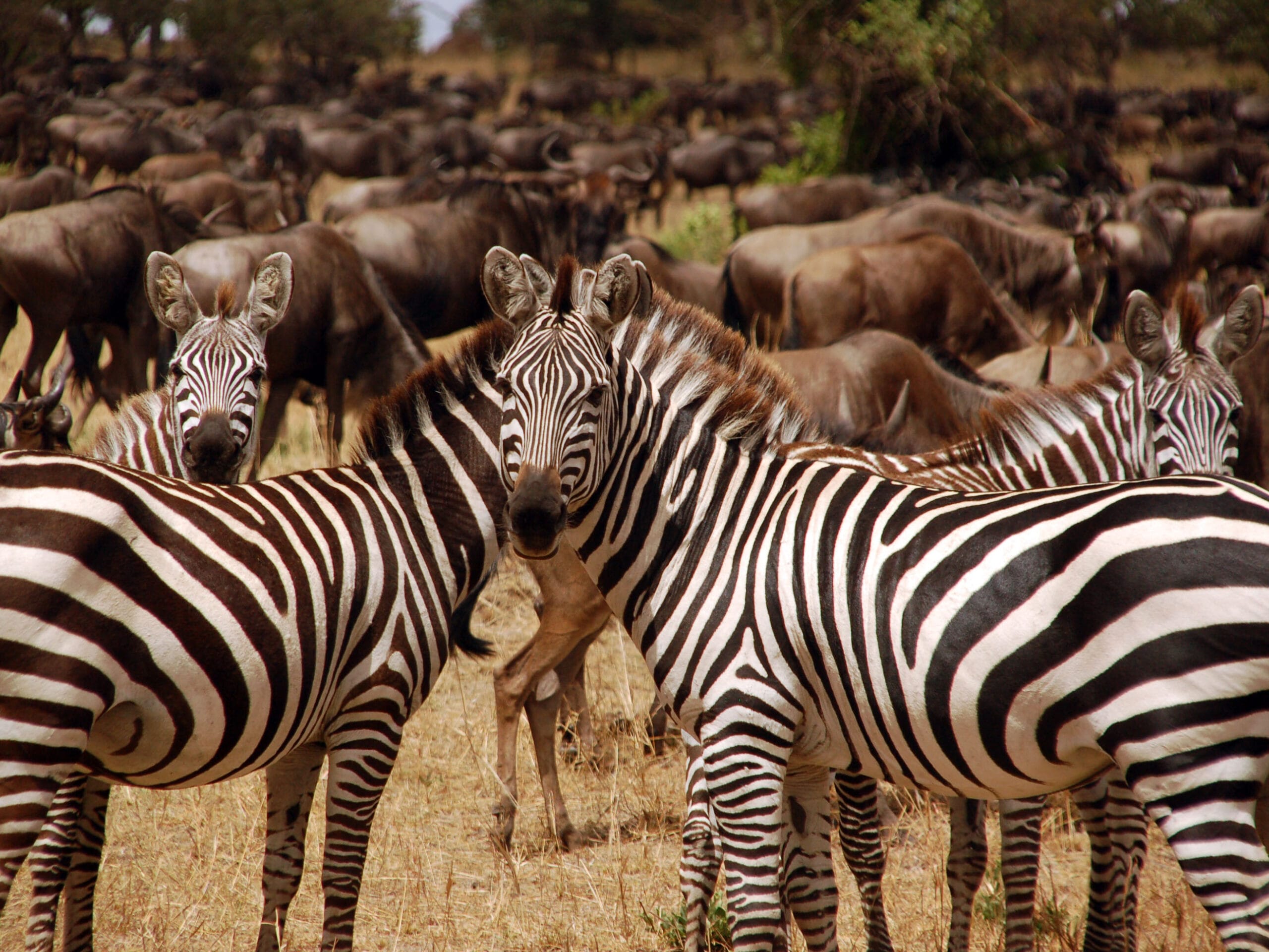 Zebra’s Serengeti ©All for Nature Travel