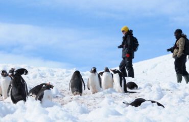 Ezelspinguins bezoek ©Sandra Petrowitz