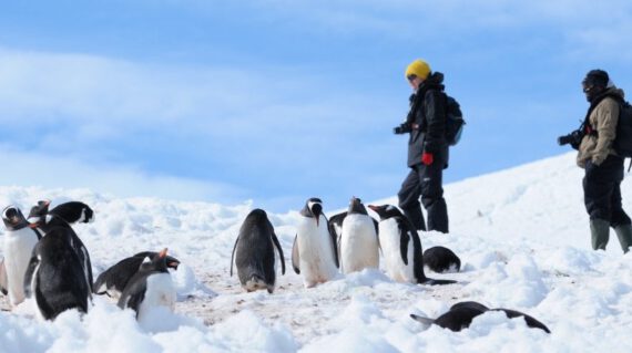 Ezelspinguins bezoek ©Sandra Petrowitz