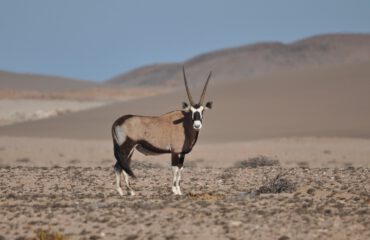 Gemsbok Sperrgebiet ©All for Nature Travel