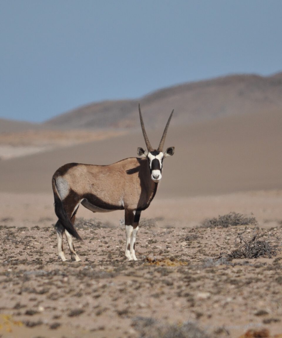 Gemsbok Sperrgebiet ©All for Nature Travel