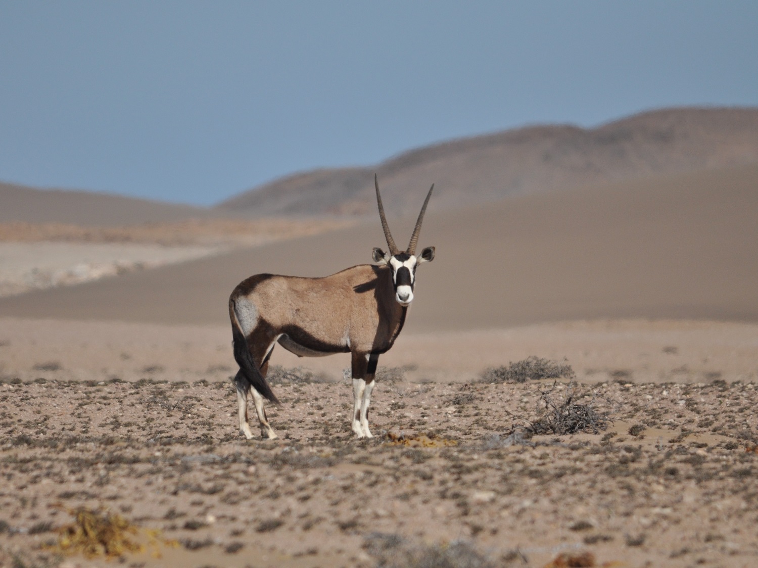 Gemsbok reis, Sperrgebiet reis, reis woestijnen Namibie