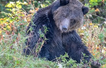 Grizzly met dank aan dhr Bakker