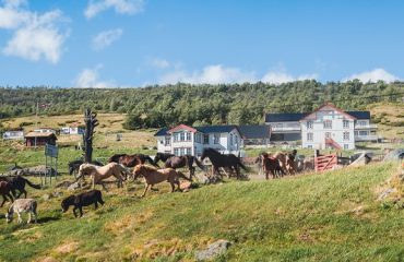 Paarden bij hotel Hjerkinn Fjellstue og Fjellridning