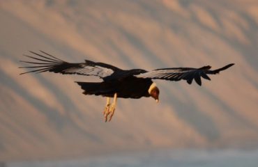 condor ©All for Nature Travel