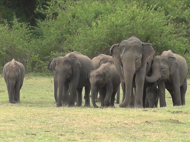 olifanten Sri Lanka