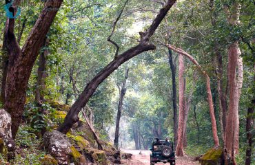 gamedrive Kanha National Park