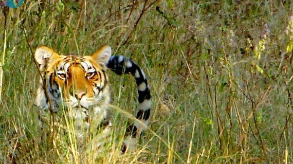 tijger in Kanha NP