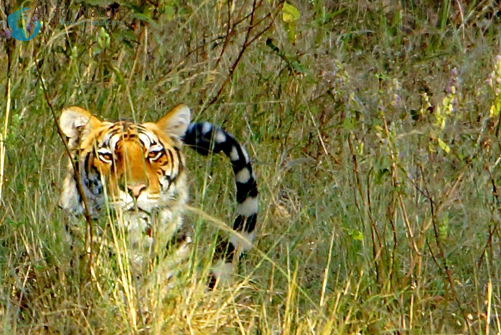 tijgers spotten India