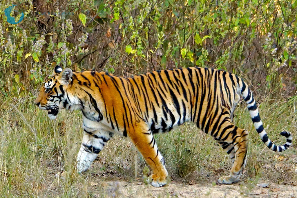 tijgersafar India