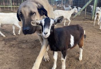 Kangal met geitje CCF project