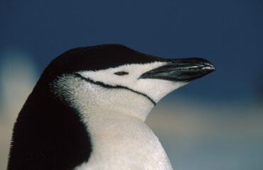 Kinbandpinguin Antarctica ©Franco Banfi