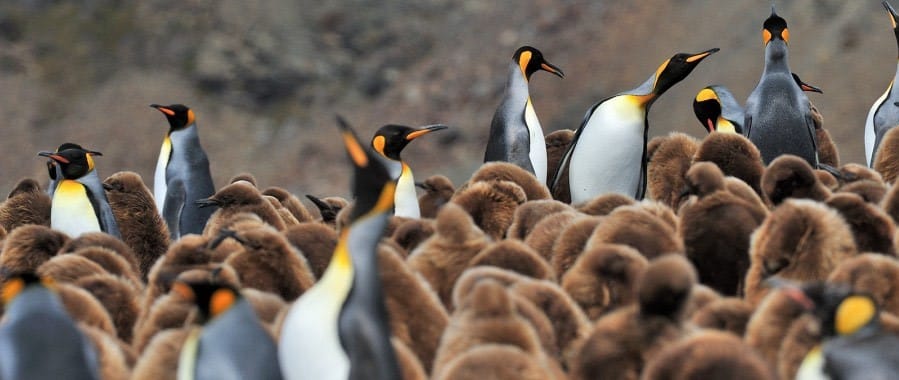 Koningspinguins South Georgia ©Martin van Lokven