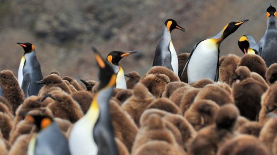 Koningspinguins South Georgia ©Martin van Lokven