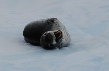 Zeeluipaard -Leopard Seal ©Jamie Scherbeijn