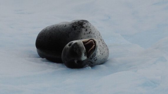 Zeeluipaard -Leopard Seal ©Jamie Scherbeijn