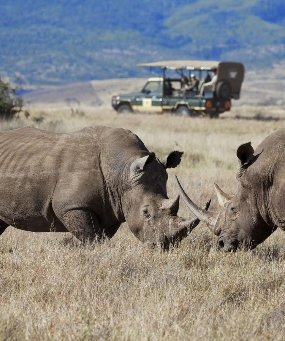 neushoorns Lewa Wildlife Conservancy