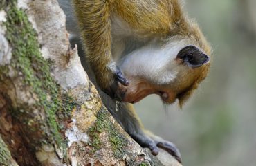 berberaap Sri Lanka ©Martin van Lokven