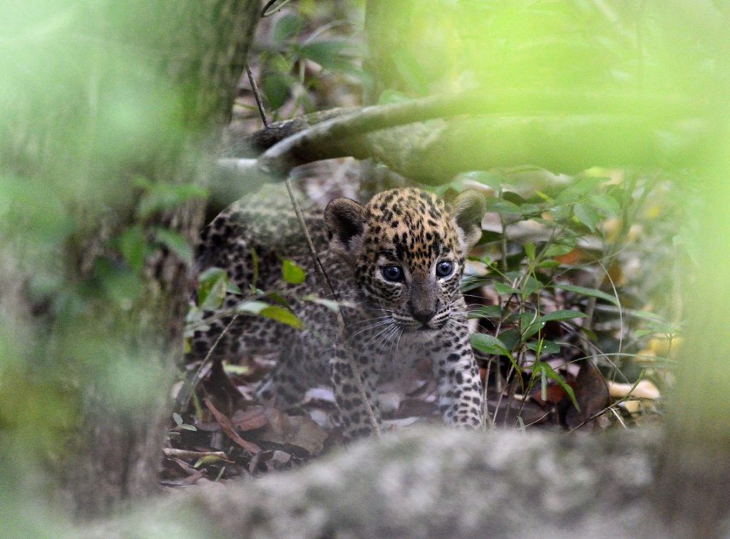 luipaard welpje, sri lanka , wildlife