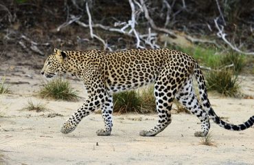 luipaard Wilpattu NP ©Martin van Lokven