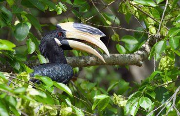 neushoornvogel Sri Lanka ©Martin van Lokven