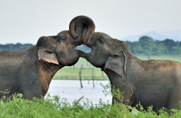 Olifantenliefde Sri Lanka ©Martin van Lokven