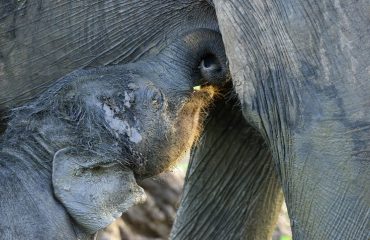 baby olifant ©Martin van Lokven