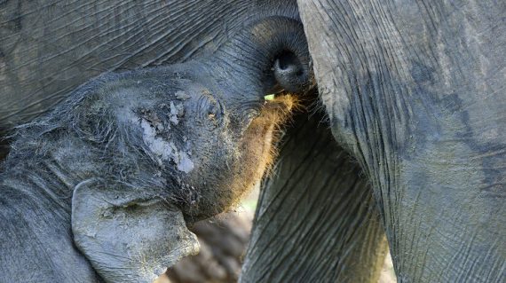 baby olifant ©Martin van Lokven