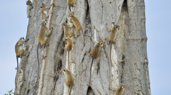 berberapen Sri Lanka ©Martin van Lokven