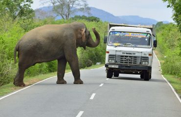 Olifant onderweg in Sri Lanka ©Martin van Lokven