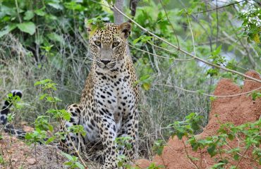 luipaard Yala NP Sri Lanka ©Martin van Lokven