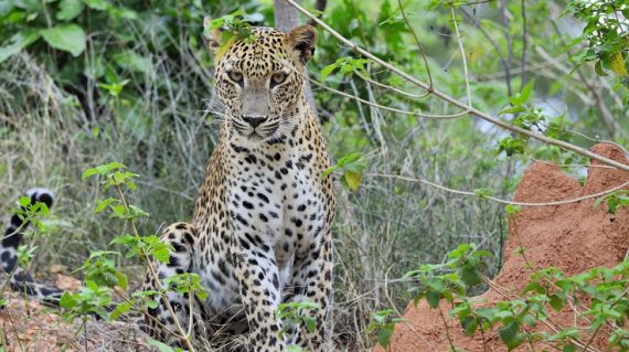 luipaard Yala NP Sri Lanka ©Martin van Lokven