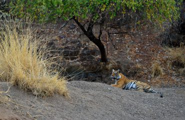 tijger ©Martin van Lokven