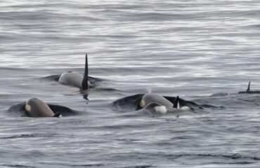 Orka's Antarctica©Jamie Scherbeijn