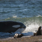 Orka Say Hueque , patagonie