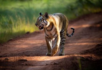 Tijger Tadoba met dank aan mevr. Sassen