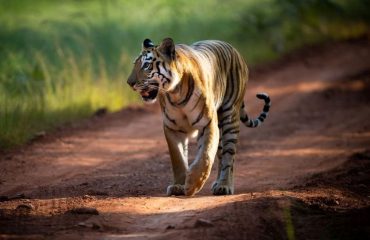 Tijger Tadoba met dank aan mevr. Sassen