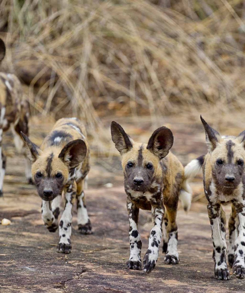 wilde honden Selous