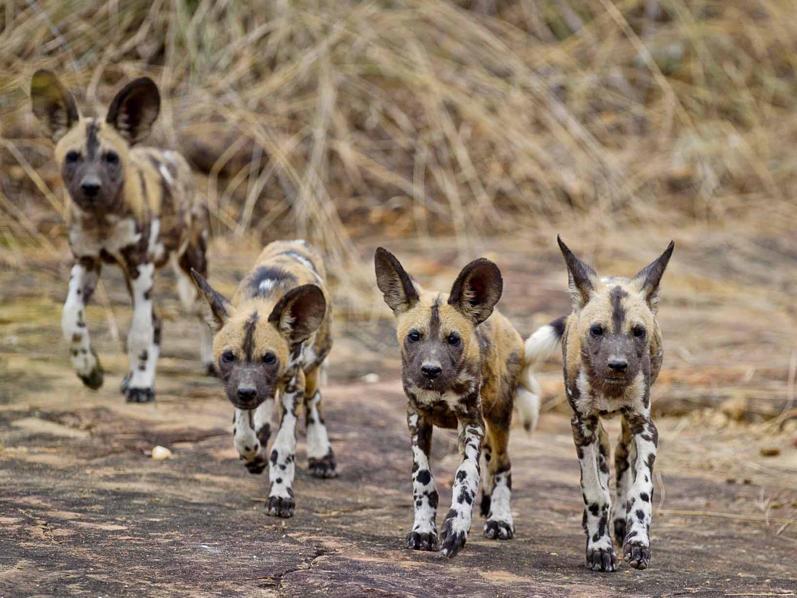 reis wilde honden, wildlife reis Tanzania